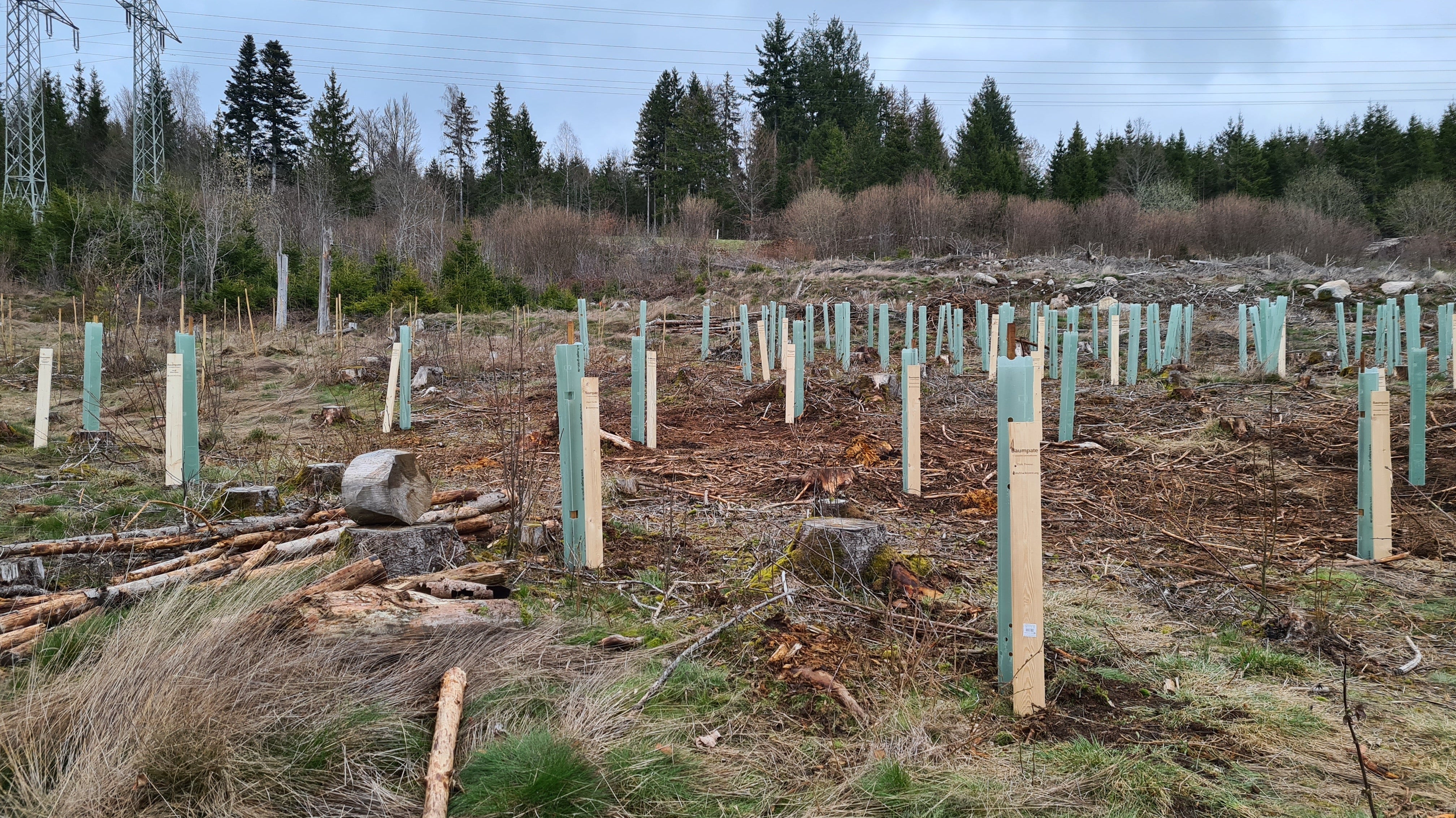 Über 1 300 Bäume gepflanzt – danke für eure Unterstützung!