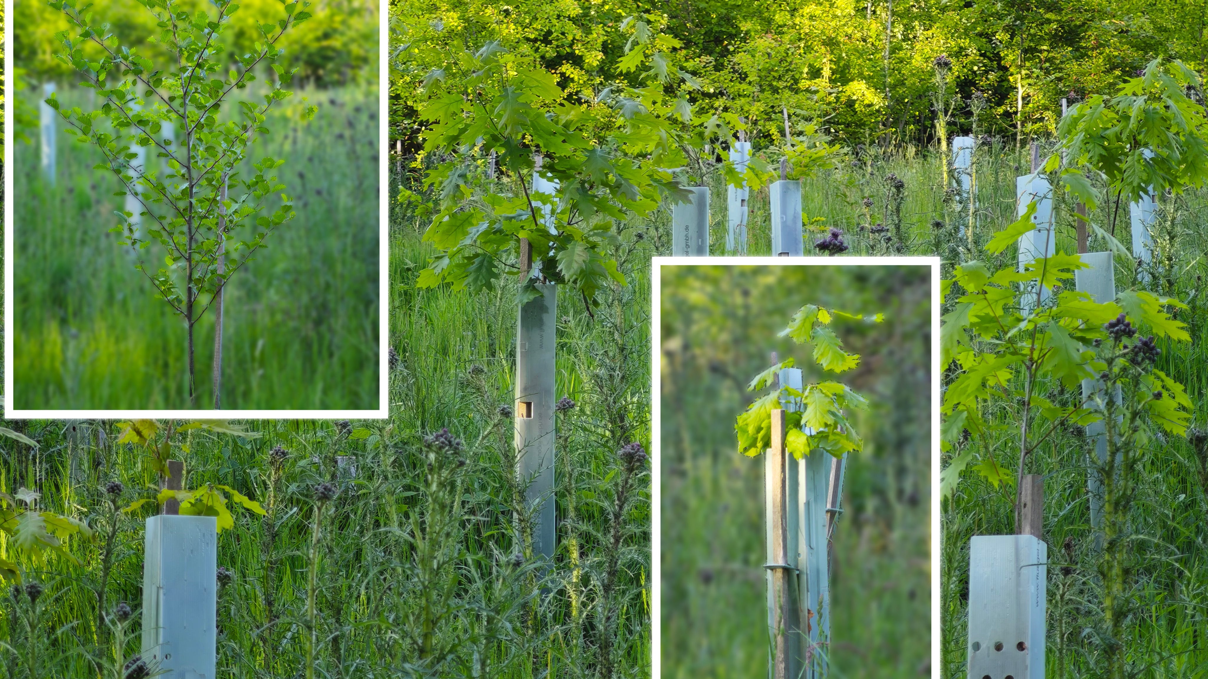 Zwei Jahre später – und sie wachsen 🌱🌞