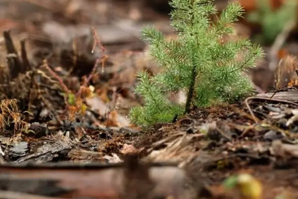 1 Baumpatenschaft - MyBlackforest.org