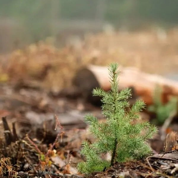 1 Baumpatenschaft - MyBlackforest.org