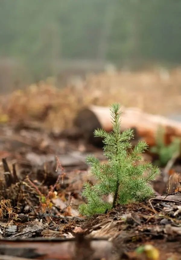 1 Baumpatenschaft - MyBlackforest.org