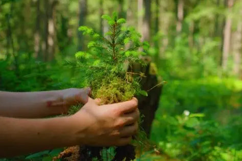 1 Baumpatenschaft - MyBlackforest.org