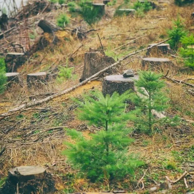 12 Baumpatenschaften – 1 Jahr Klimaneutral - MyBlackforest.org