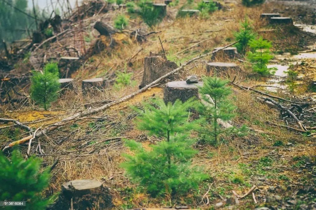 12 Baumpatenschaften – 1 Jahr Klimaneutral - MyBlackforest.org