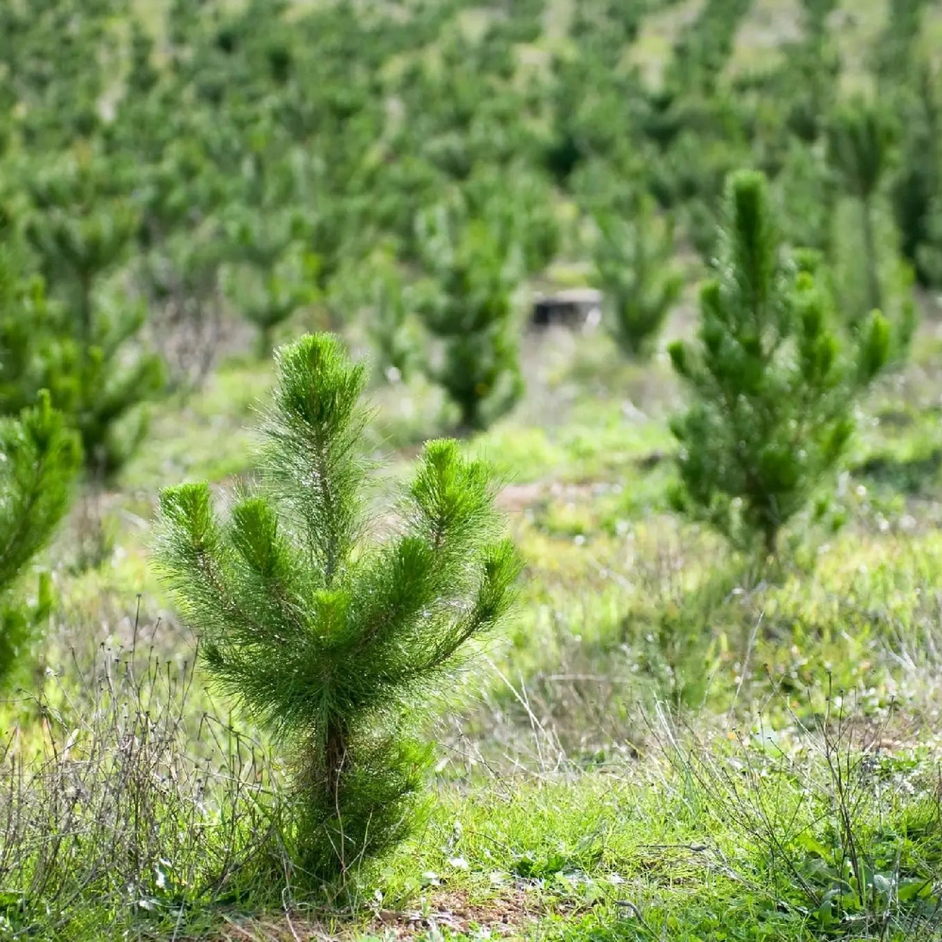 12 Baumpatenschaften – 1 Jahr Klimaneutral - MyBlackforest.org