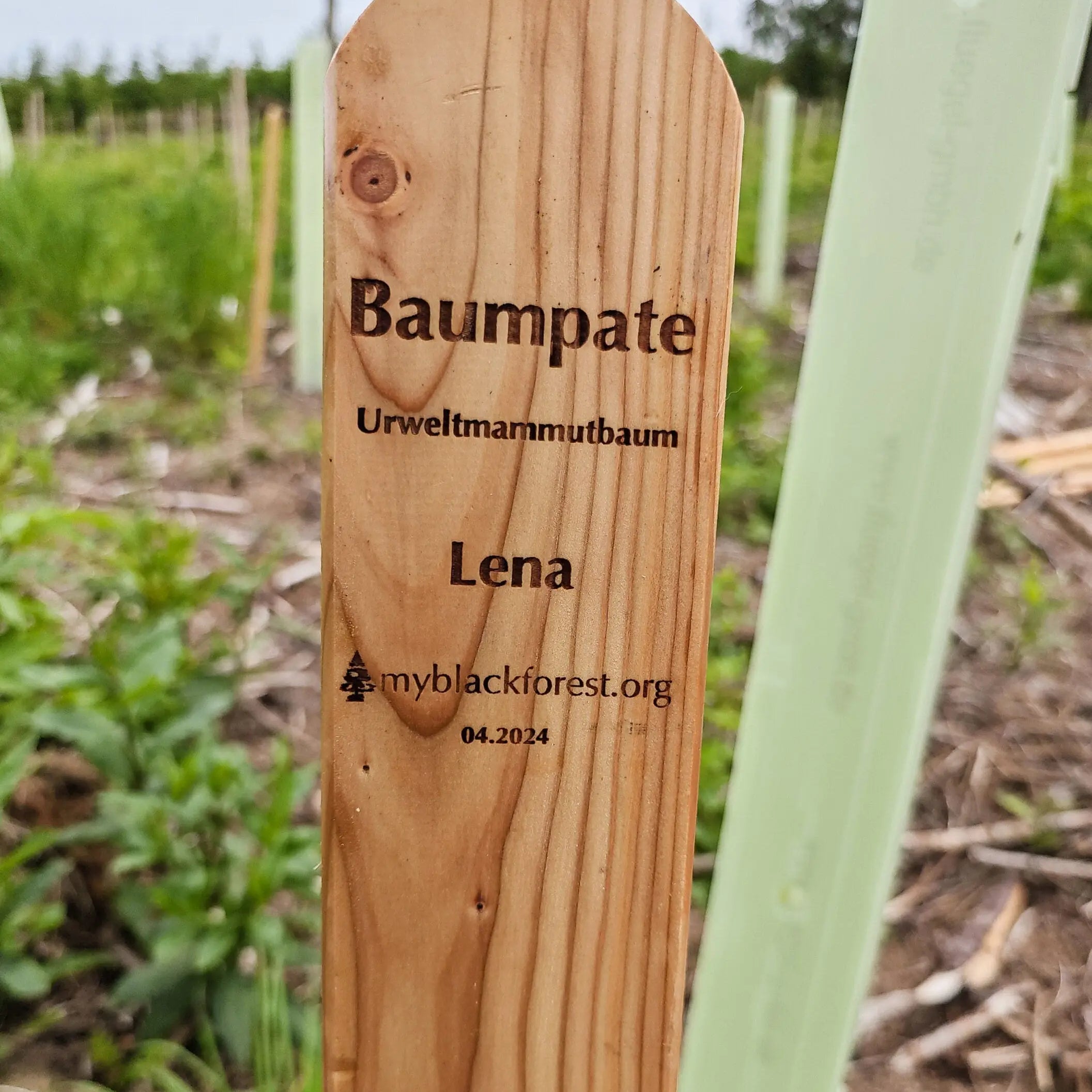 12 Baumpatenschaften – 1 Jahr Klimaneutral - MyBlackforest.org