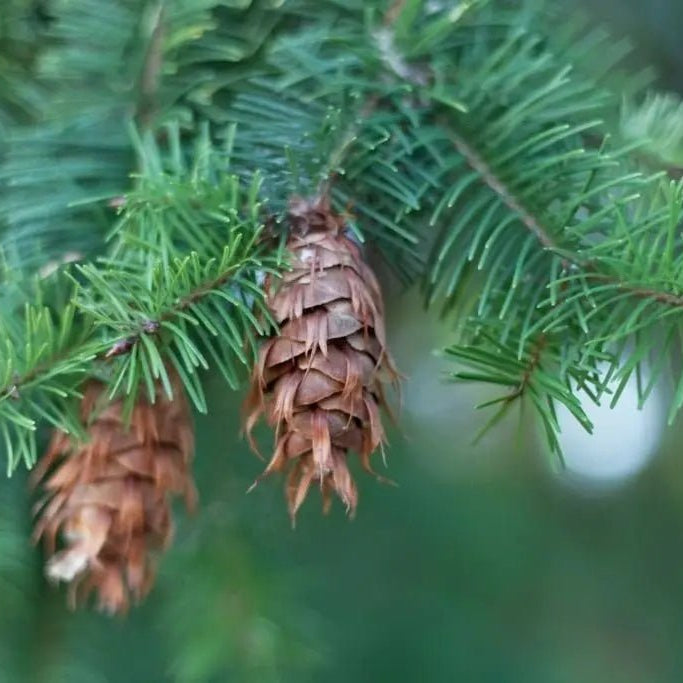 12 Baumpatenschaften – 1 Jahr Klimaneutral - MyBlackforest.org