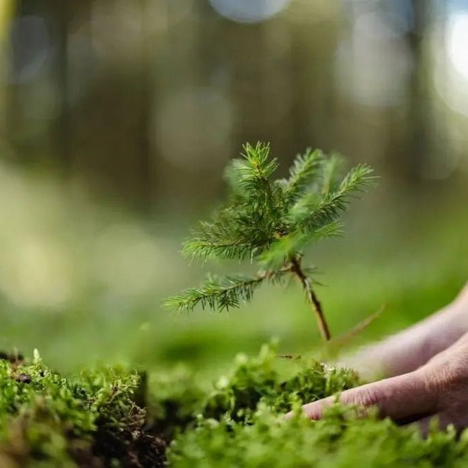 5 Baumpatenschaften - MyBlackforest.org