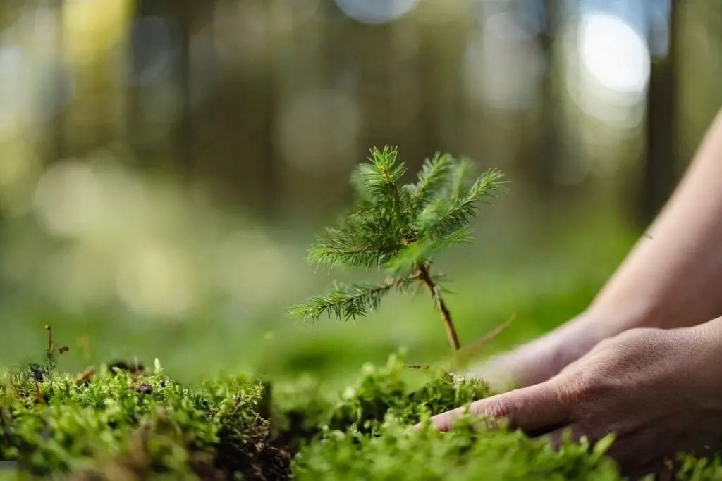 5 Baumpatenschaften - MyBlackforest.org