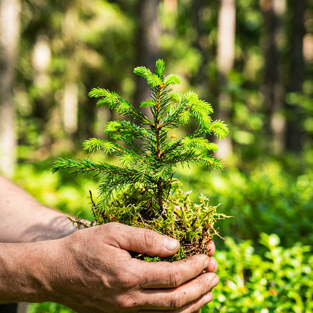 1 Baumpatenschaft - MyBlackforest.org
