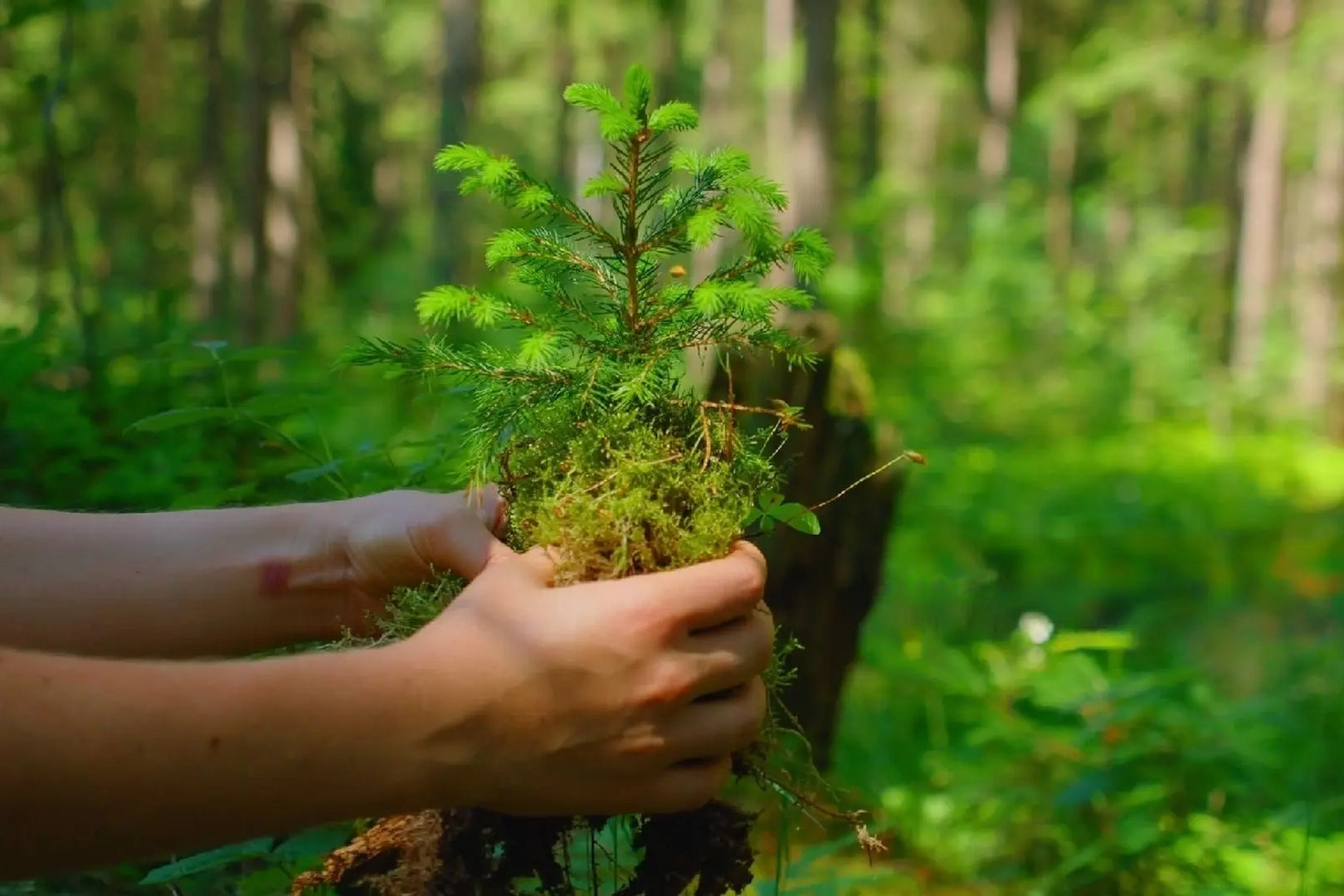Einzelner Gedenkbaum - MyBlackforest.org