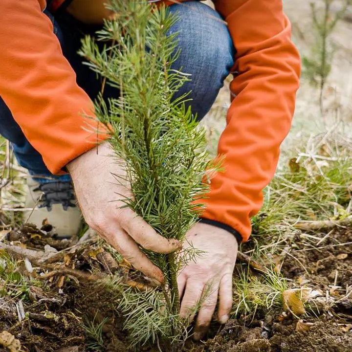 Persönlicher Pflanztermin - MyBlackforest.org