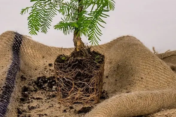 Premium Baumpatenschaft, Urweltmammutbaum - MyBlackforest.org