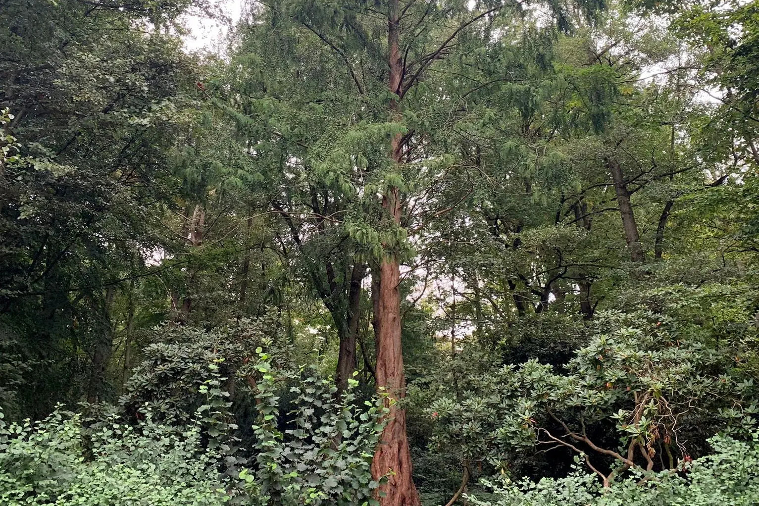 Premium Baumpatenschaft, Urweltmammutbaum - MyBlackforest.org