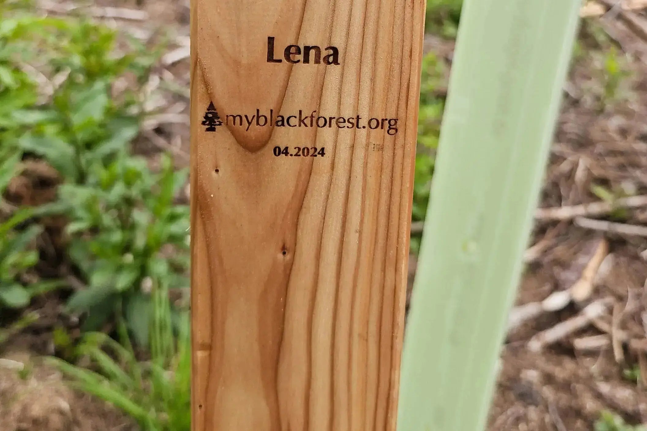 Premium Baumpatenschaft, Esskastanie - MyBlackforest.org