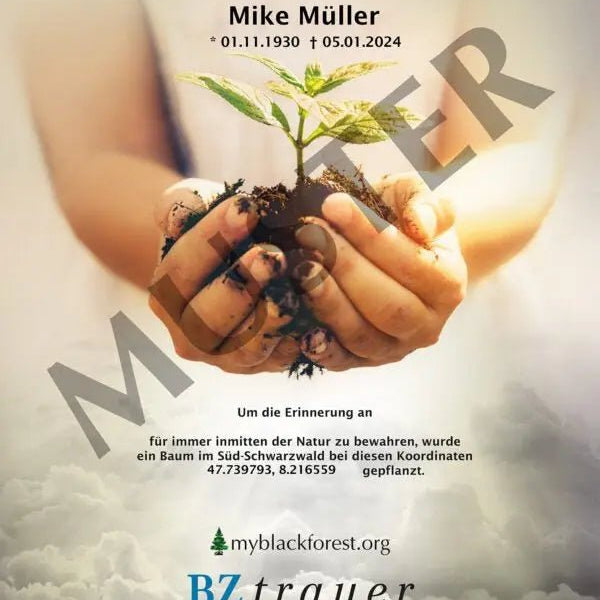 Premium Esskastaniengedenkbaum - MyBlackforest.org