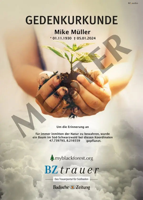 Premium Mammutgedenkbaum - MyBlackforest.org