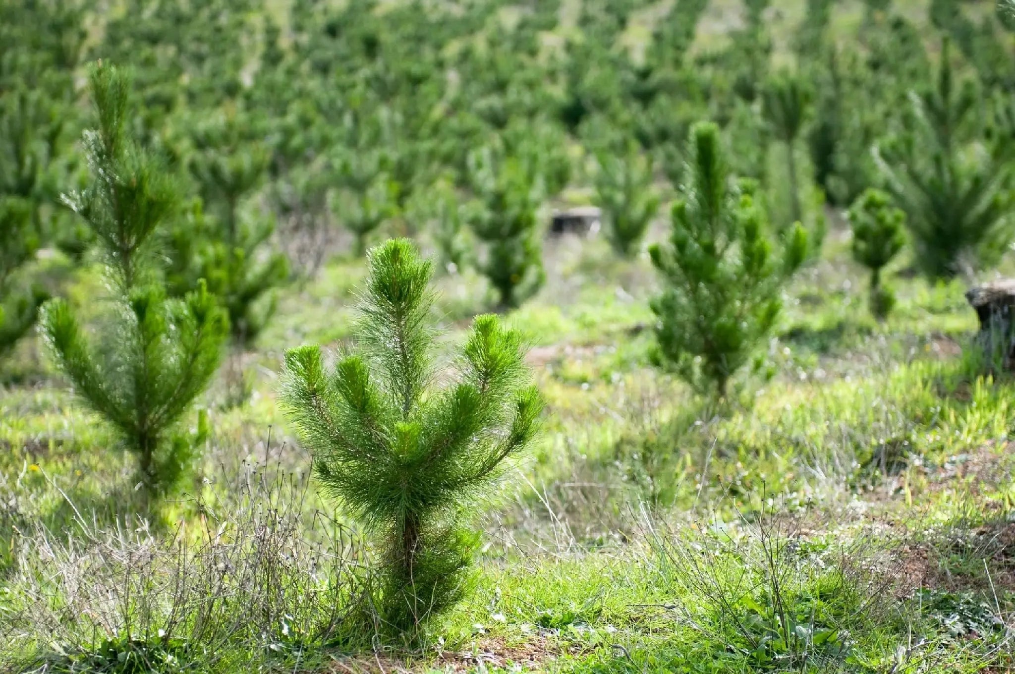 Wald der Erinnerung, mit zwölf Bäumen - MyBlackforest.org