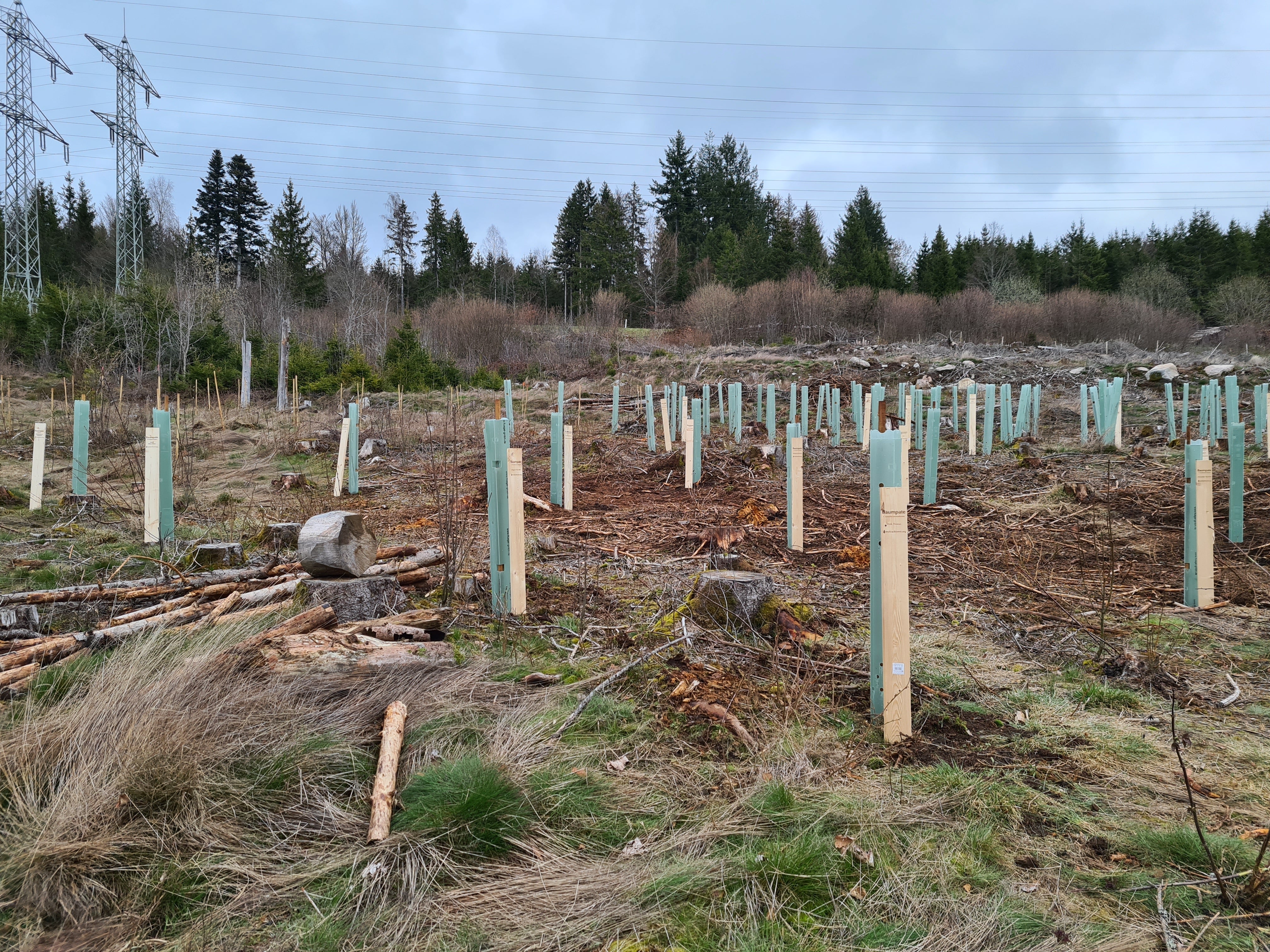 Über 1 300 Bäume gepflanzt – danke für eure Unterstützung!