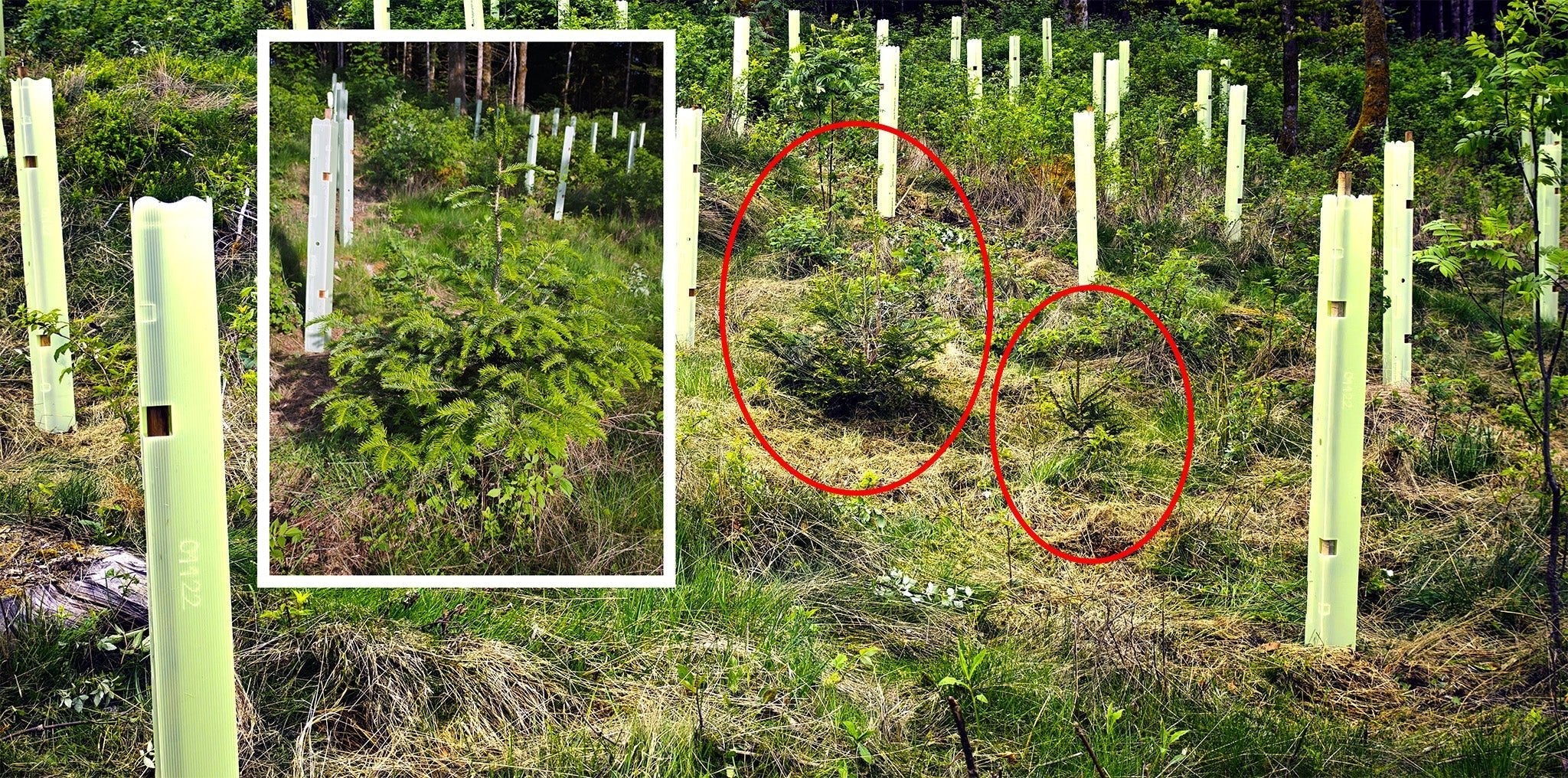 Naturverjüngung