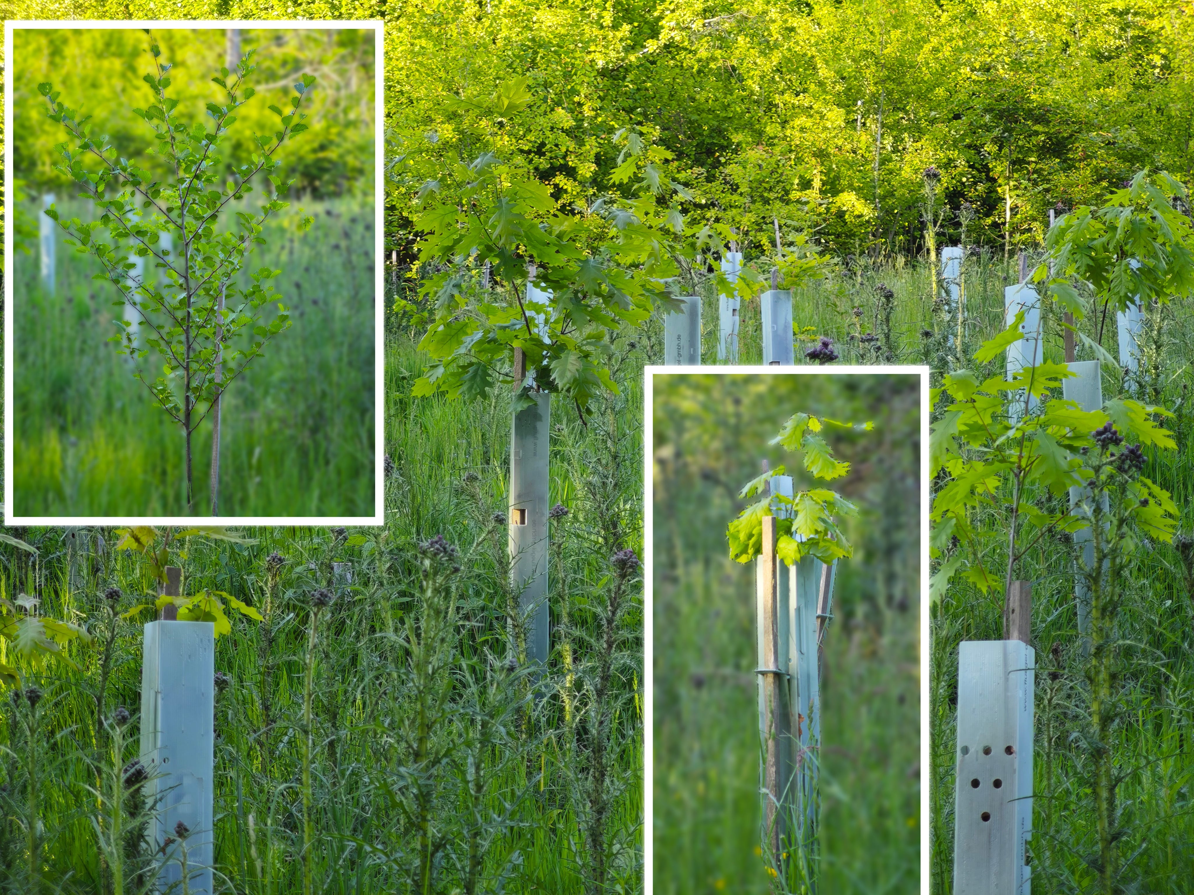 Zwei Jahre später – und sie wachsen 🌱🌞