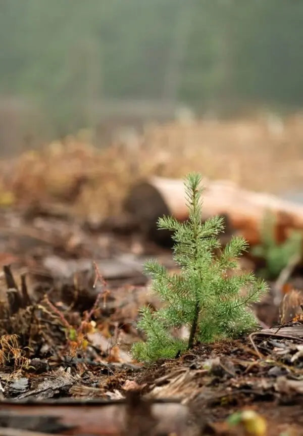 1 Baumpatenschaft - MyBlackforest.org
