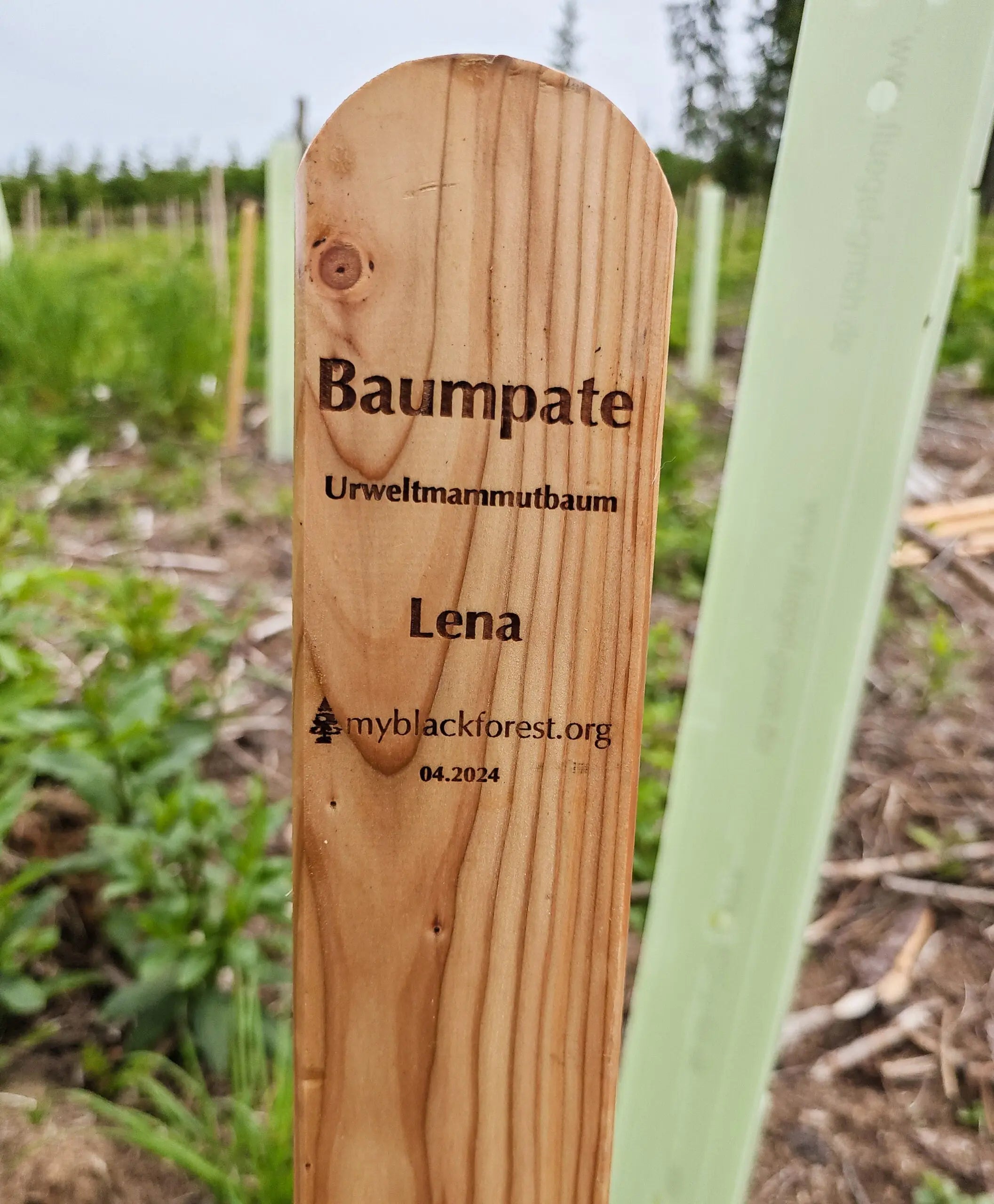 12 Baumpatenschaften – 1 Jahr Klimaneutral - MyBlackforest.org