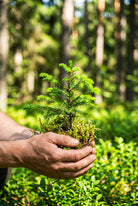 1 Baumpatenschaft - MyBlackforest.org