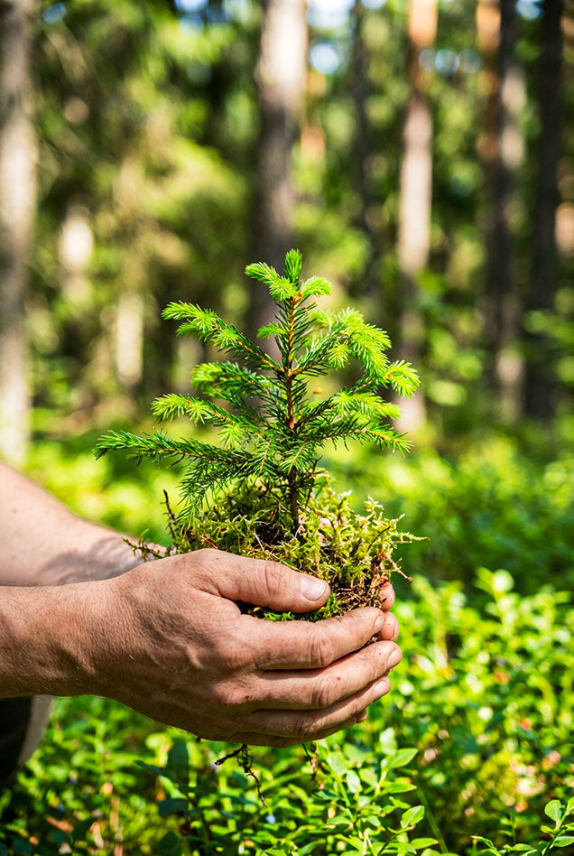 1 Baumpatenschaft - MyBlackforest.org
