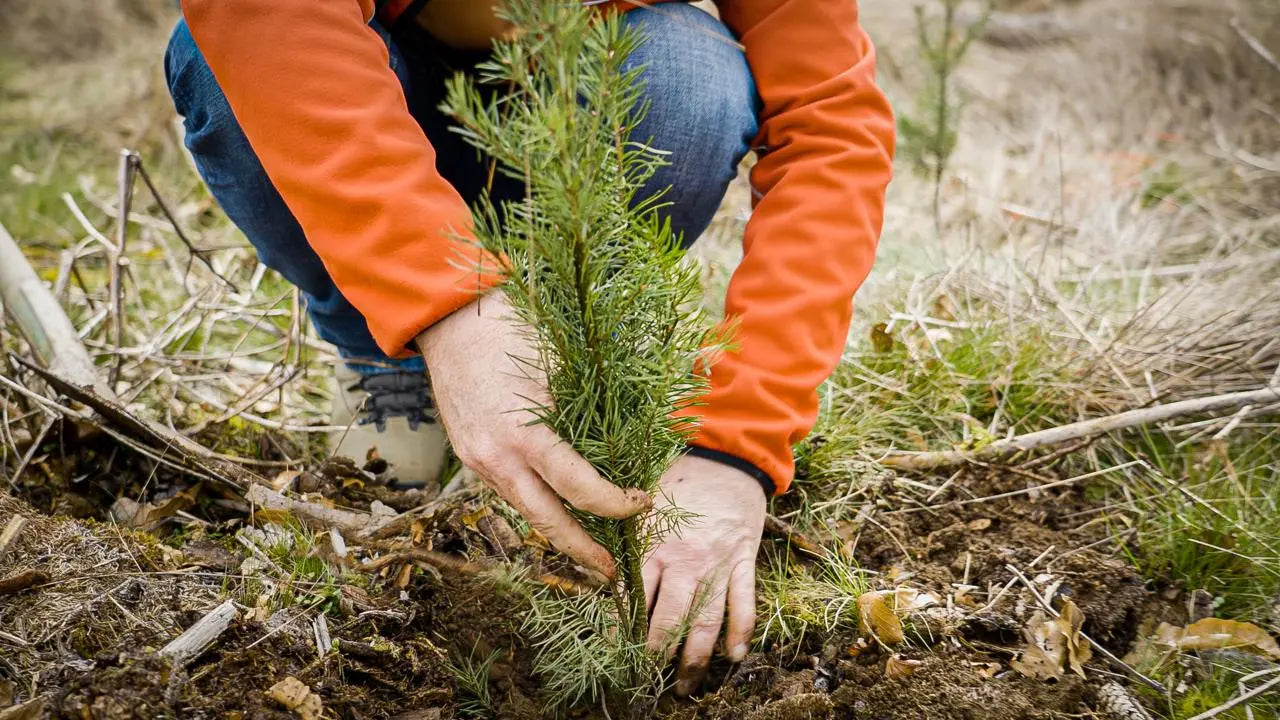 Persönlicher Pflanztermin - MyBlackforest.org