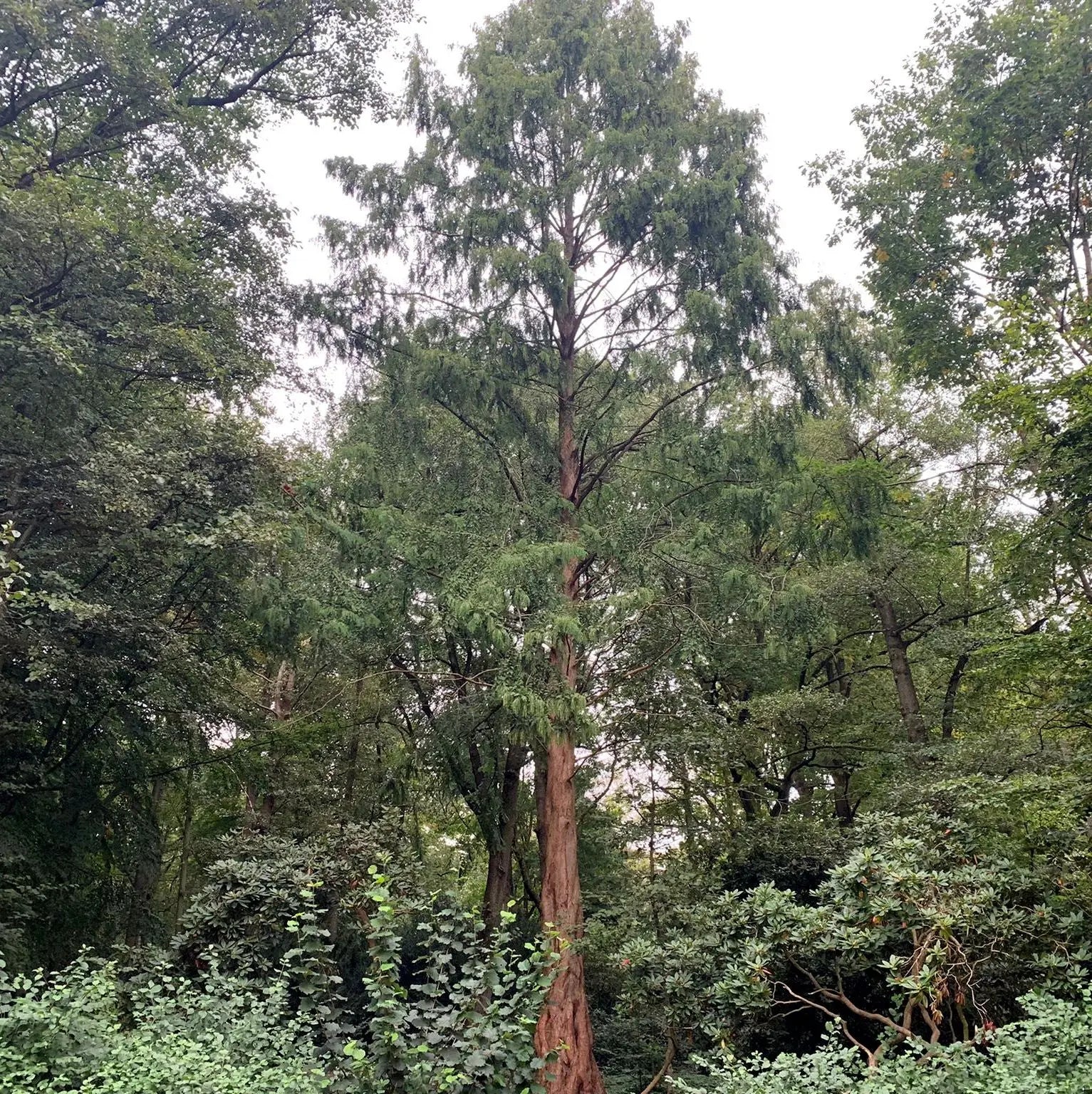 Premium Baumpatenschaft, Urweltmammutbaum - MyBlackforest.org